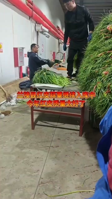 兰陵县兰陵县白帽蒜薹