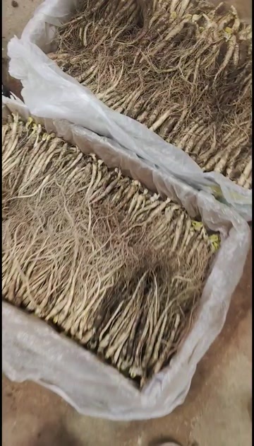 抚松县新鲜的鲜参各种规格的，大量有货需要的家人们快来抢吧！！