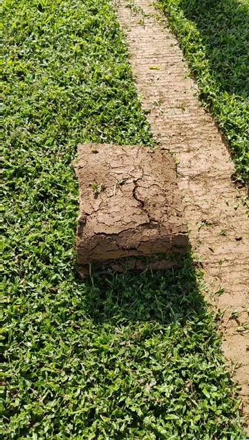 郴州基地直销 大叶油草广东直销 大叶草公园绿化