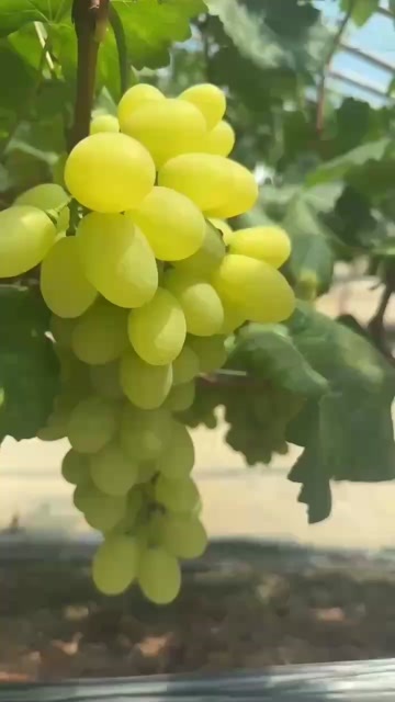 维多利亚葡萄大量上市 口感好 果面好 颜色好 葡萄成熟供应