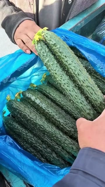 滑县刺黄瓜