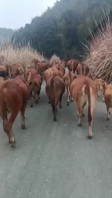 分宜县牛
