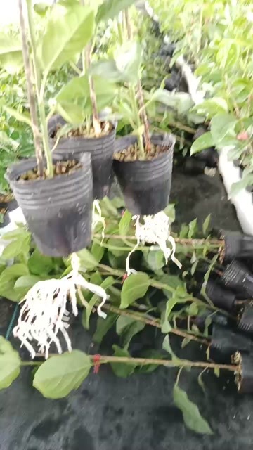 灵山县广西灵山优质黄金百香果苗 水果种苗健康茁壮易栽培 果苗类嫁接
