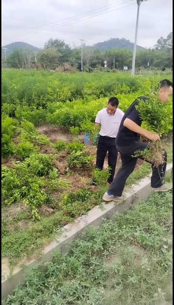 新兴县新会柑苗