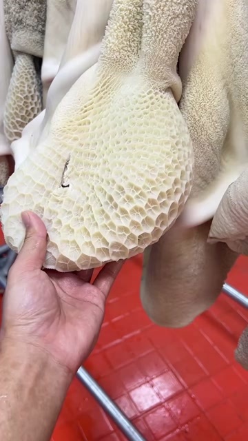 玉林屠场直供，新鲜去毛牛肚，沸水牛肚