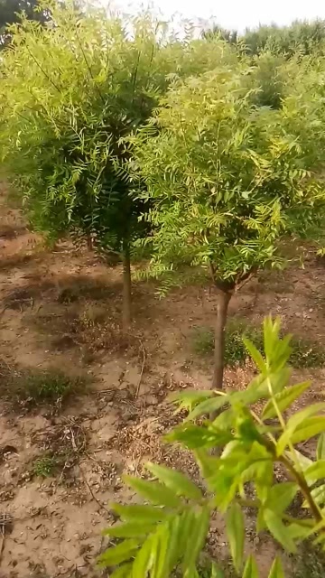 望都县现挖丁香苗高杆矮杆丁香大冠幅