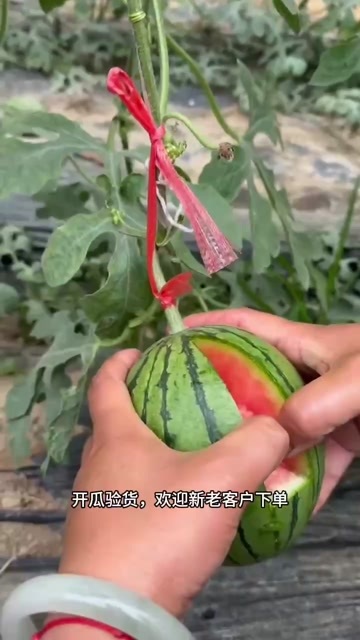 西华县手掰礼品小吊瓜