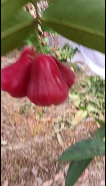 陵水县黑金刚莲雾