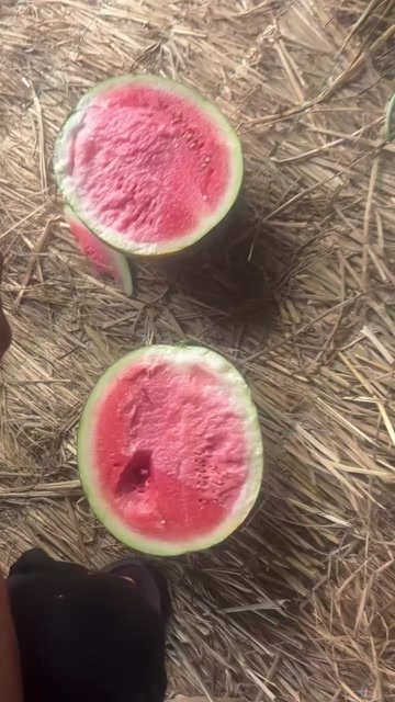 南宁广西甜王开始陆续上市