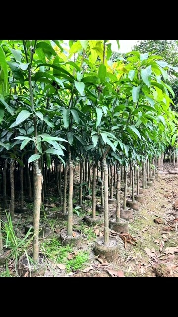 钦州金皇芒果营养袋苗 地面3公分 价格实惠需要的老板联系