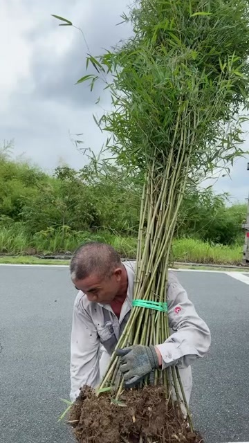 郴州早园竹 竹子绿化绿篱用 早竹子根系发达