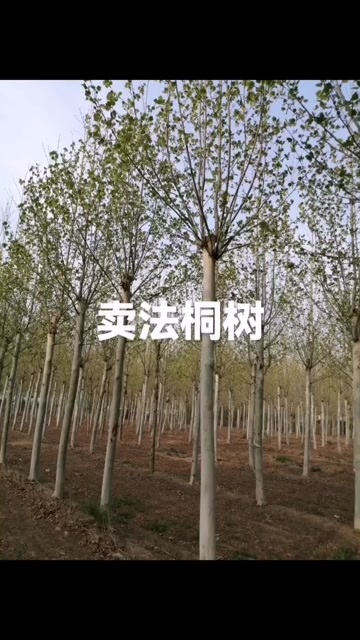 聊城法国梧桐