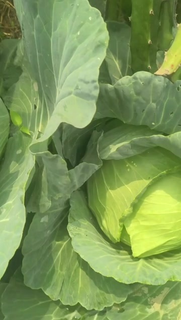 罗定市新鲜包菜 广东云浮直发 罗定优质甘蓝蔬菜