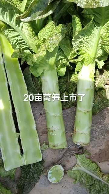通许县莴笋