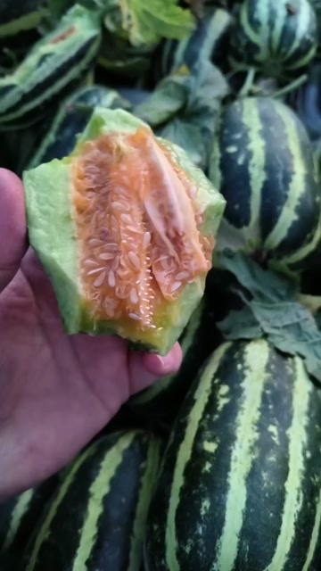 费县山东费县沂蒙山区各种甜瓜大量上市兴田二十，博洋九。九一等