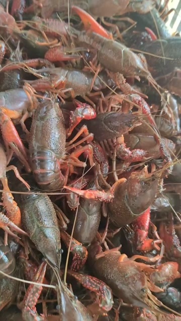 济宁中国龙虾