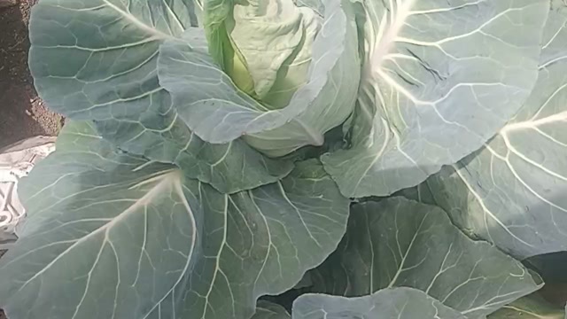 南阳牛心包菜开始上市了