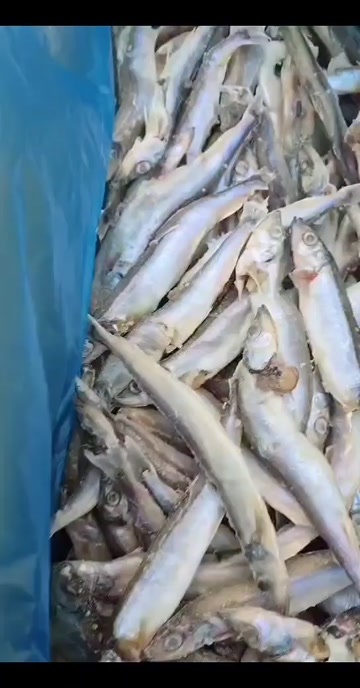 济南多春鱼残体母体