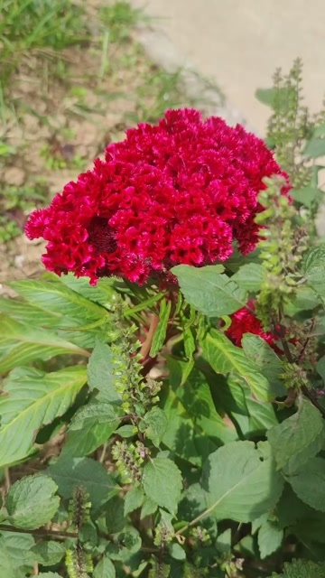 安国市鸡冠子花种子，可观赏，可药用，花、籽均可卖钱