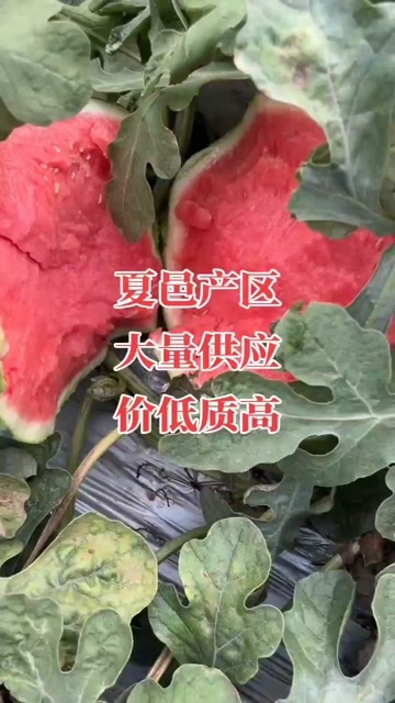 夏邑县河南夏邑精品麒麟美都西瓜，质量保证，产地一手货源发全国