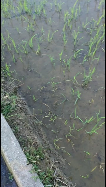 众邦清秀噁嗪草酮·噁唑酰草胺+千稗锋氰氟草脂抗性稗草千金全除