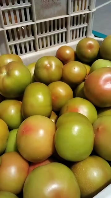 单县西红柿