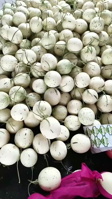 莘县山东聊城燕店玉菇甜瓜  对应各大电商 一件代发 量大从优