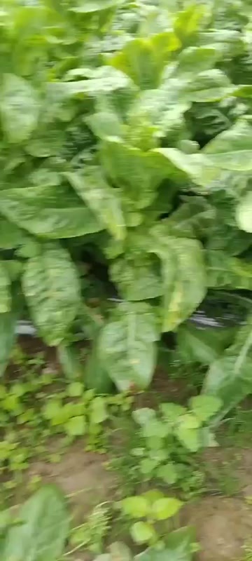 茂县高原 翡翠三青莴笋 根条好 叶面清秀
