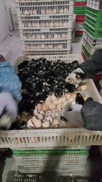 芦花鸡苗 纯种黑芦花鸡苗 包路损