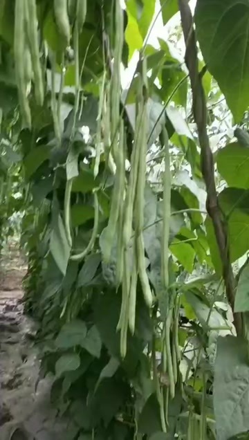 简阳市红花白四季豆