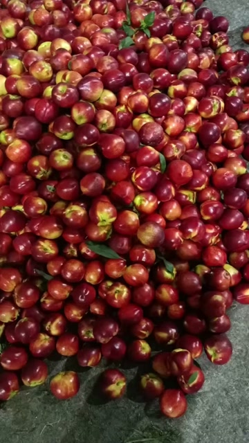 山东大棚油桃产地，陆地油桃批发，中油4号，突围毛桃