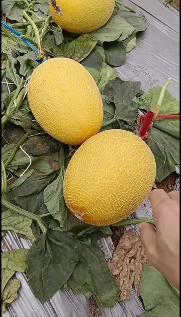 北海次瓜。便宜货