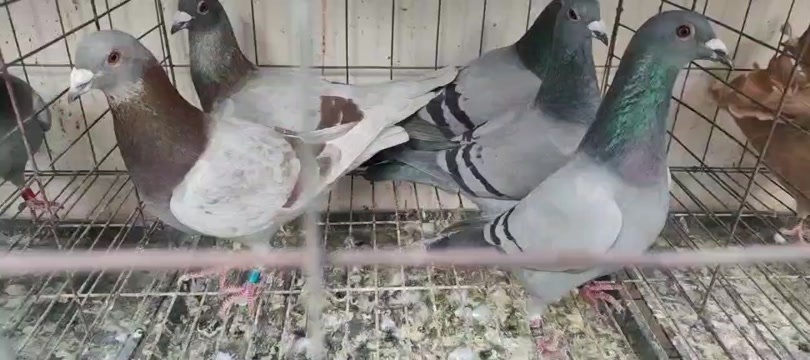 张家口供应信鸽，幼鸽，青年鸽，老鸽