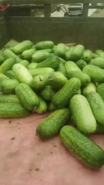 北海几万斤睡地毛节瓜