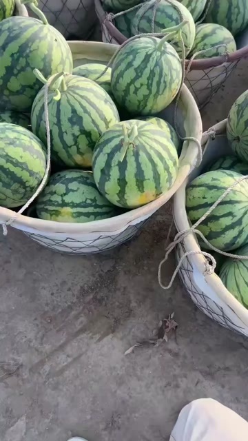 盐城麒麟瓜