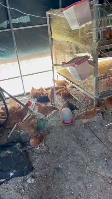 沭阳县半斤到两斤左右的鸡苗