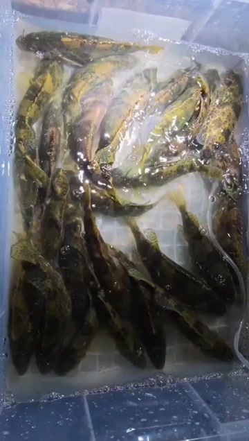 洛阳斑鳜