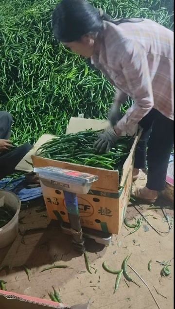 威宁县三号线椒