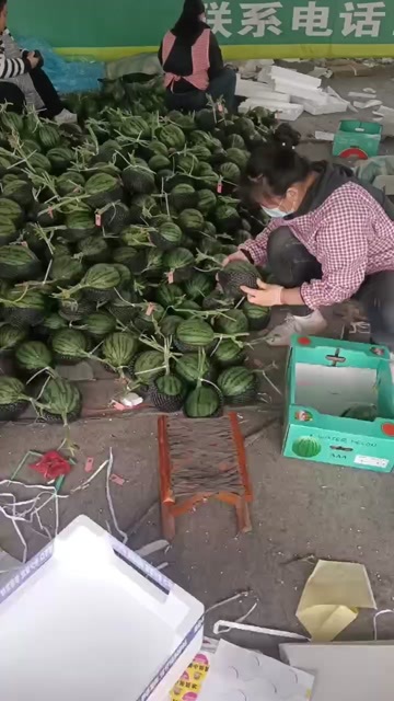 莘县莘县小糖丸西瓜，2k西瓜，甜瓜大量上市中