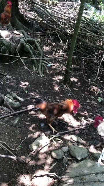 贵州老房山珍土鸡，肉质鲜美独特劲道而不柴，回味无穷，源自天然