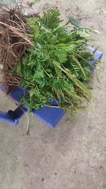 新县阴地蕨，大别山一朵云，小春花蛇不见