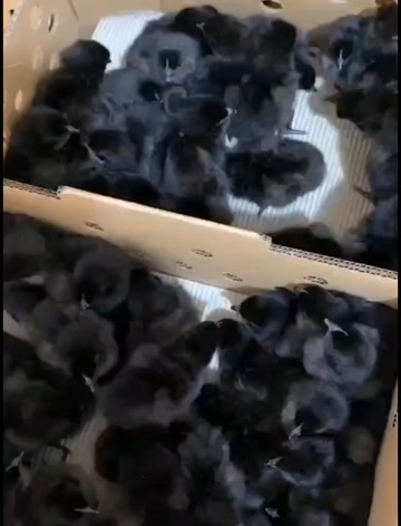 寿阳县五黑鸡绿壳蛋苗 @太五黑绿壳蛋鸡苗黑乌鸡苗五黑一绿活鸡活体