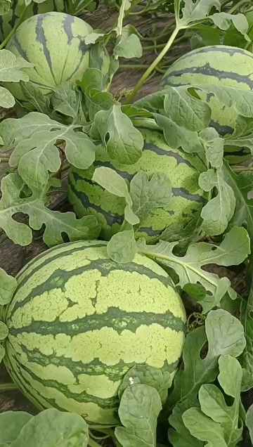 济南头茬麒麟西瓜