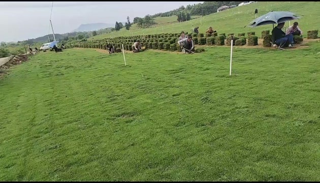 郴州马尼拉草皮基地郴州马尼拉草
