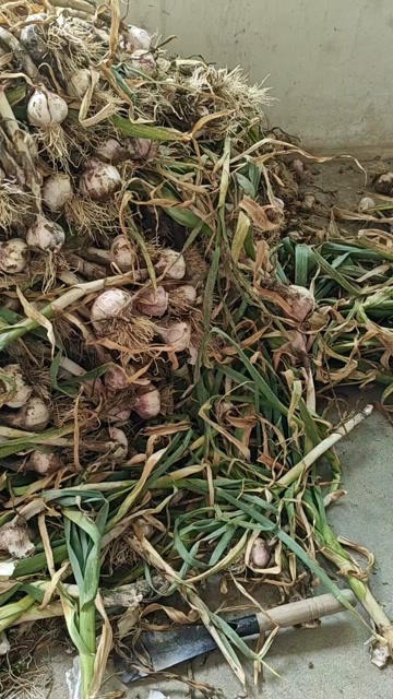 新鲜大蒜，腌制糖蒜的可以下手了