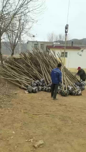 泰安五角枫  3公分5公分五角枫 8公分15公分五角枫