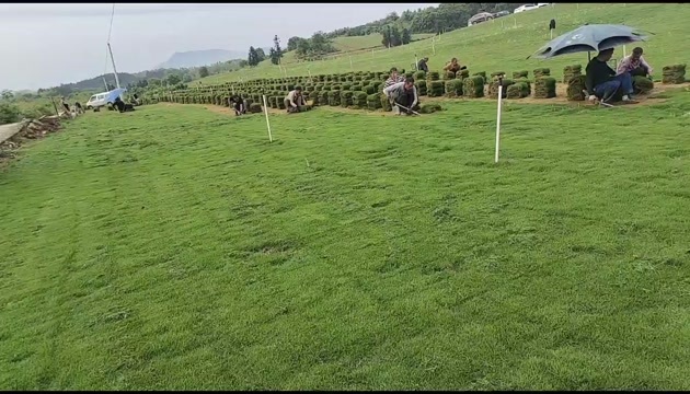 郴州马尼拉草皮基地直销