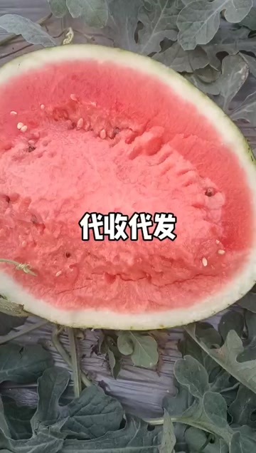莘县西瓜