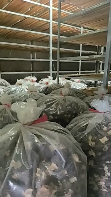 浠水县湖北黄冈干制羊肚菌批发 实惠好货源自浠水县农场