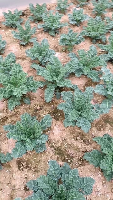 雨羽甘蓝  营养是牛肉的五倍
